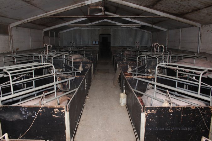 Farrowing crates at Selko Piggery NSW
