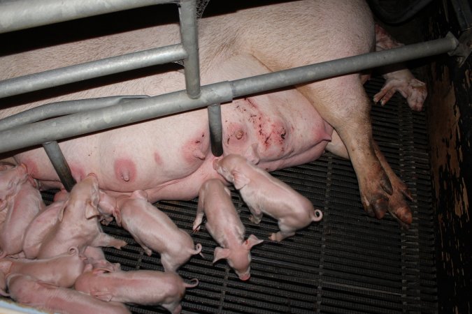 Sow with bloody, cut-up teats