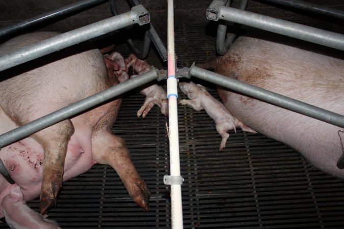 Farrowing crates at Selko Piggery NSW
