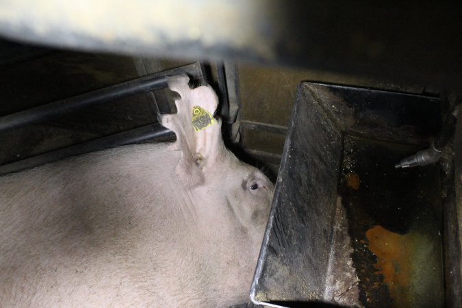 Farrowing crates at Deni Piggery NSW