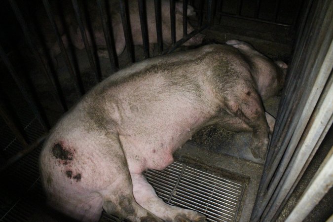 Boar with large wound