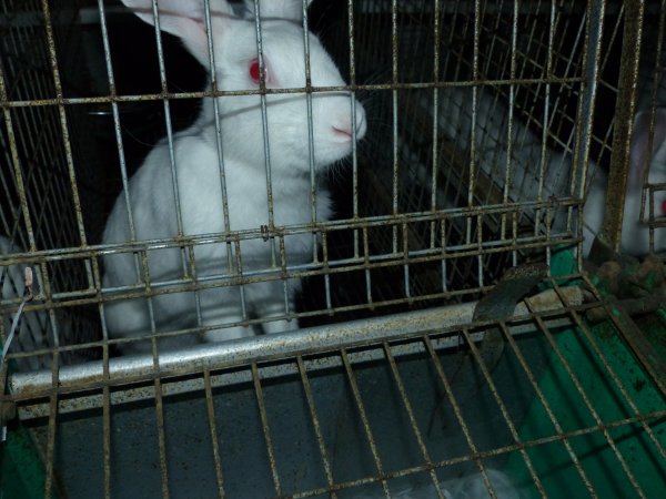 Rabbit farming at Baldivis Rabbits WA