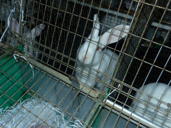 Rabbit farming at Baldivis Rabbits WA