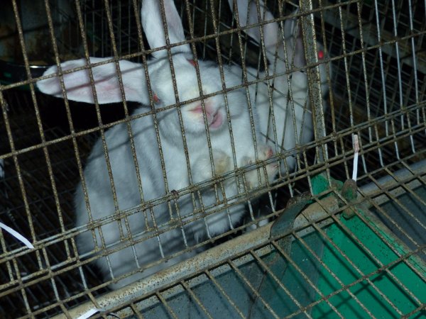 Rabbit farming at Baldivis Rabbits WA