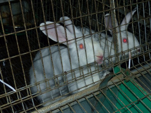 Rabbit farming at Baldivis Rabbits WA