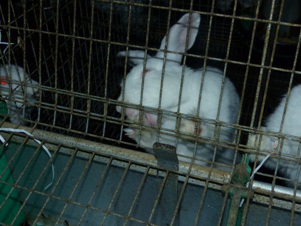 Rabbit farming at Baldivis Rabbits WA