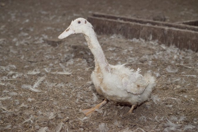 Australian duck farming