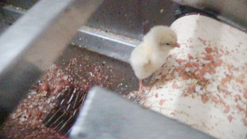 Maceration of chicks in the egg industry