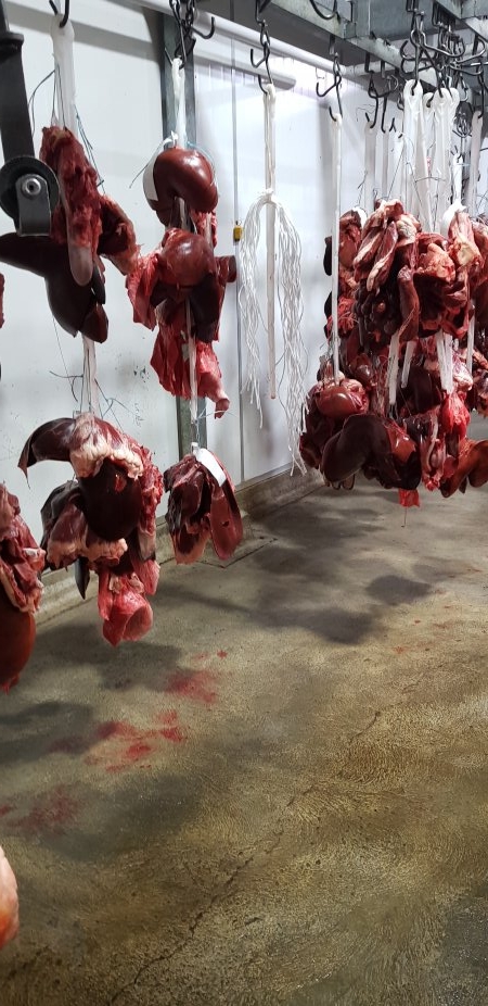 Organs hanging in chiller room