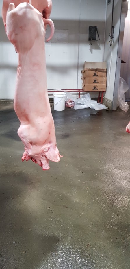 Pig carcass hanging in chiller room
