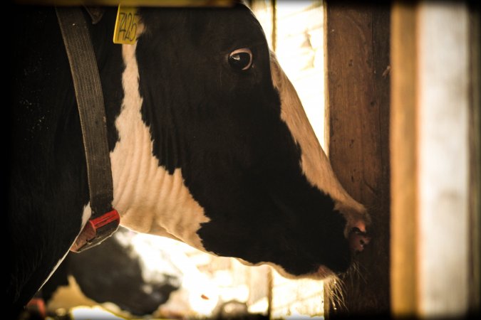 King Brothers Dairy