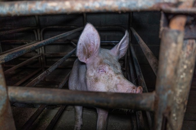 Sow in sow stall
