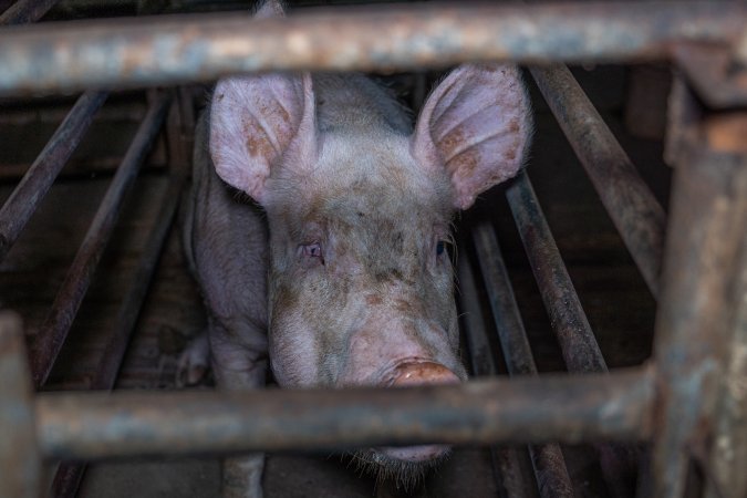 Sow in sow stall