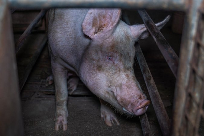 Sow in sow stall