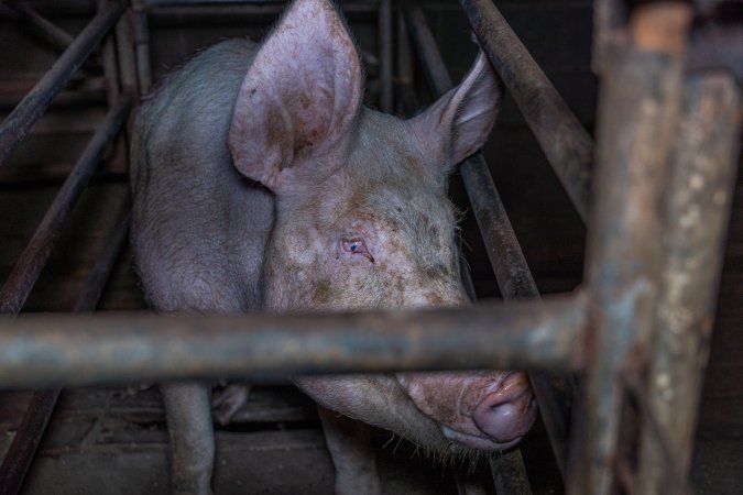 Sow in sow stall
