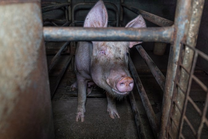 Sow in sow stall