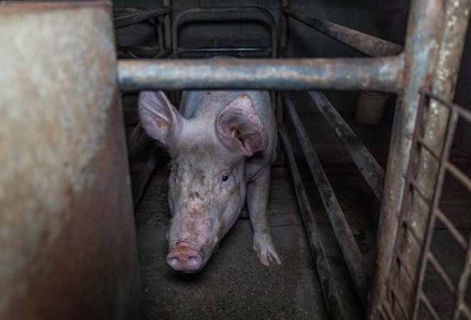 Sow in sow stall