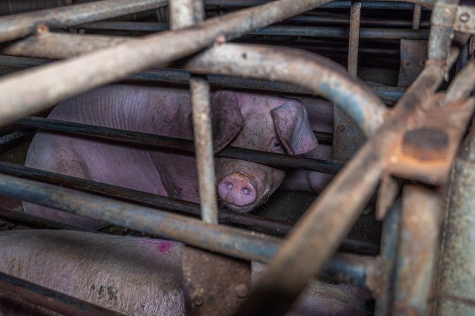 Sow in sow stall