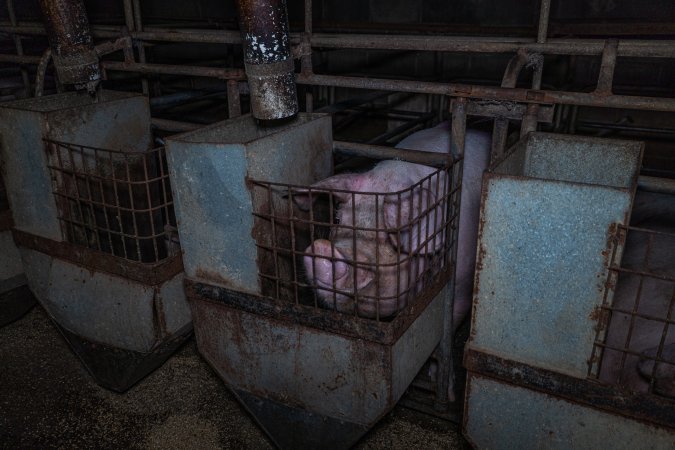 Sow in sow stall
