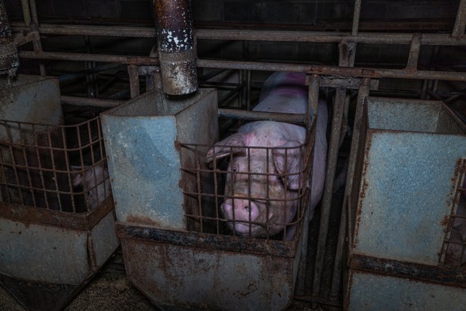 Sow in sow stall