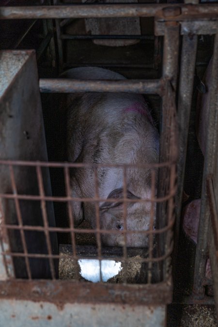 Sow in sow stall