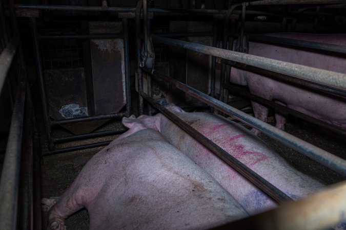 Sows in sow stalls