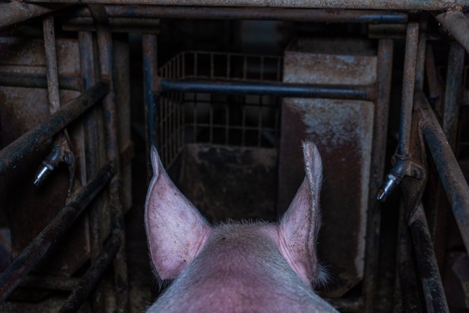 Sow in sow stall