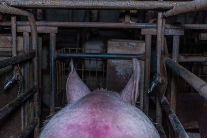 Sow in sow stall