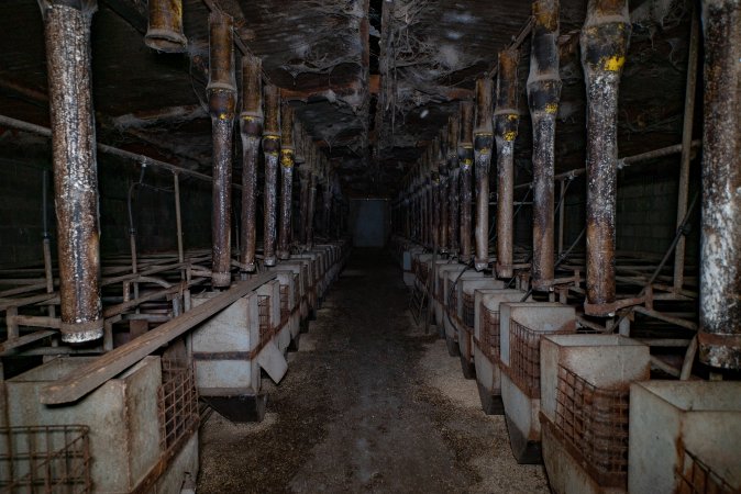 Looking down the aisle of the sow stall shed