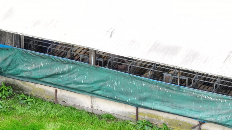 Sows in sow stalls