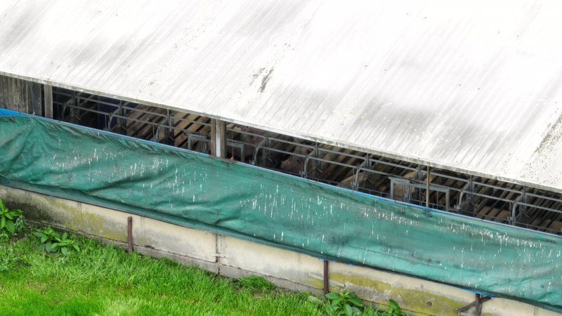 Sows in sow stalls