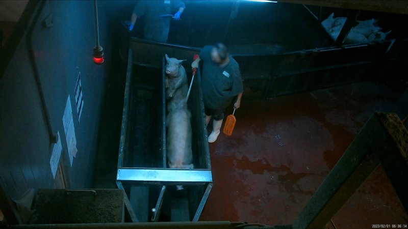 Electic prodder being used on pigs inside the race at Corowa Slaughterhouse