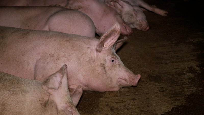Pig in the holding pens at Corowa Slaughterhouse