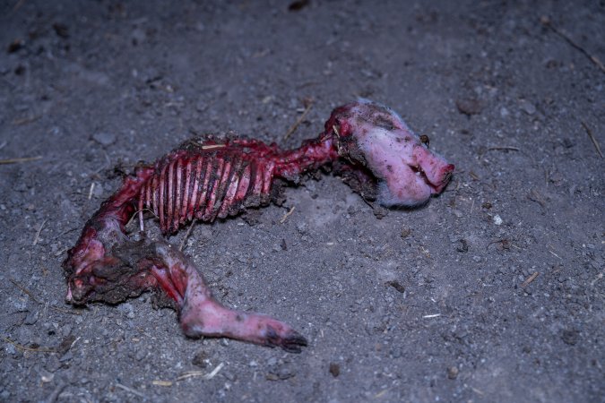 A dead piglet outside the piggery