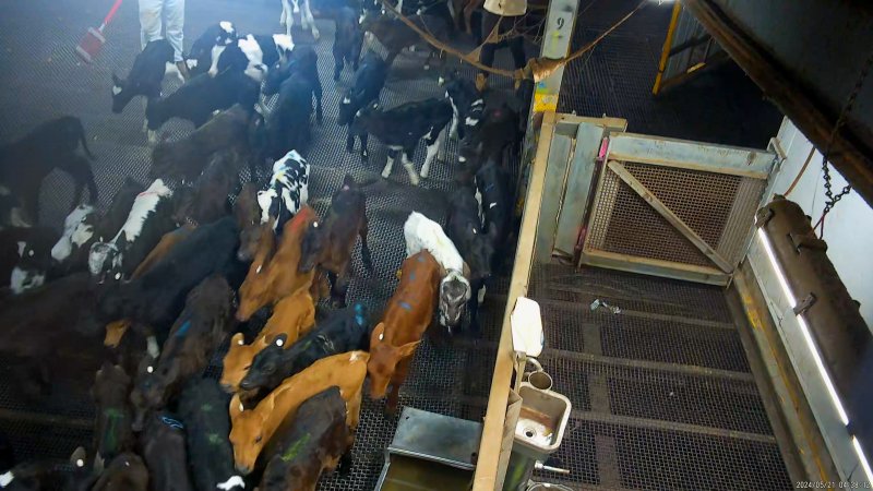 Bobby calves herded from holding pens