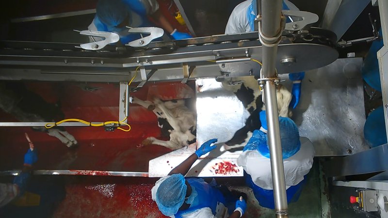 Bobby calf falls off shackle line.