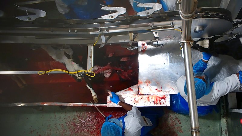 Bobby calf struggling in blood drain