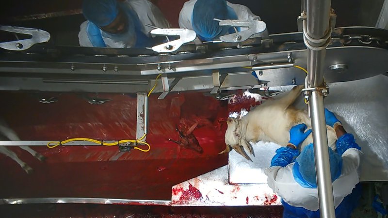 Bloody goat looking around while reshackled