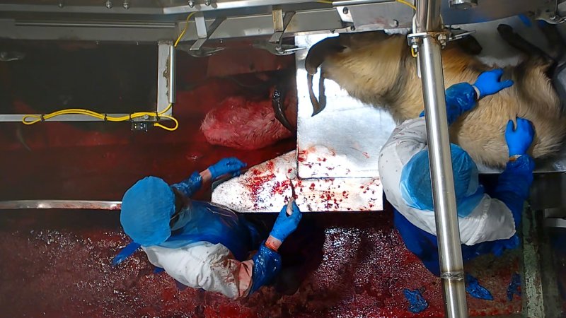 Conscious goat in blood drain