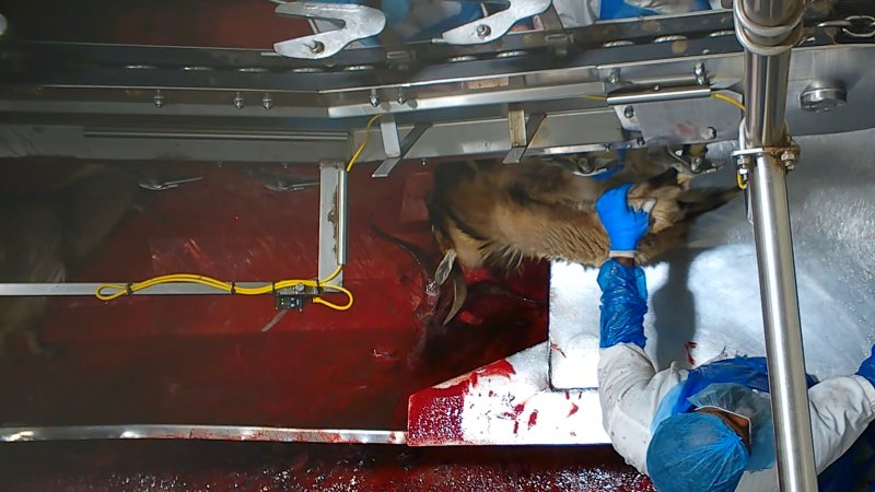 Conscious goat in blood drain