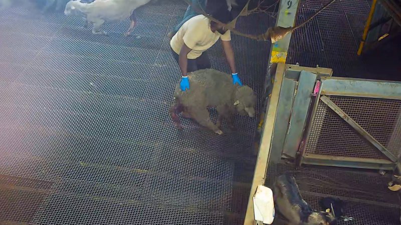 Injured sheep pushed by worker