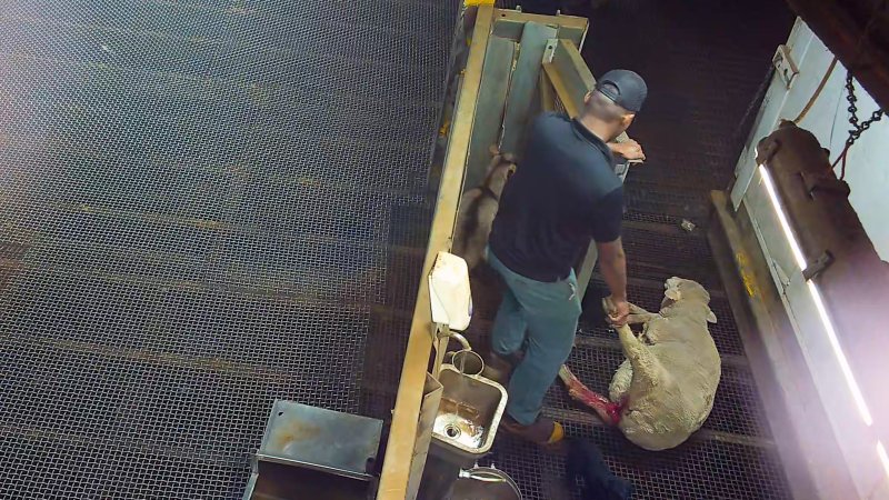 Injured sheep dragged by worker