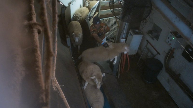 Sheep jumps free of stunning restraint