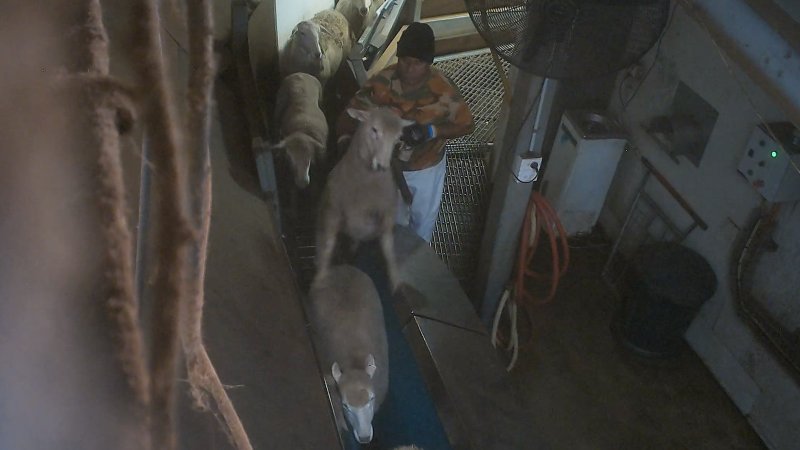 Sheep struggles in stunning restraint