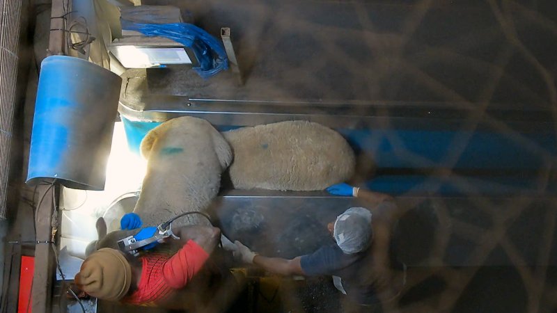 Worker restrains sheep for stunning