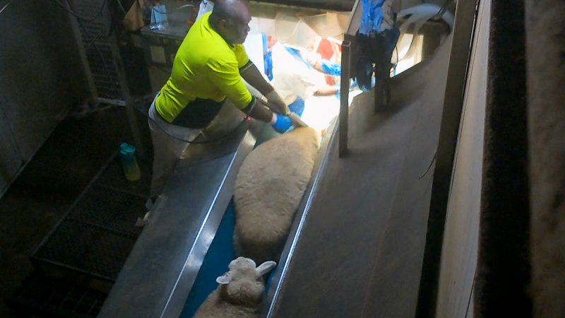 A sheep is stunned multiple times by a worker