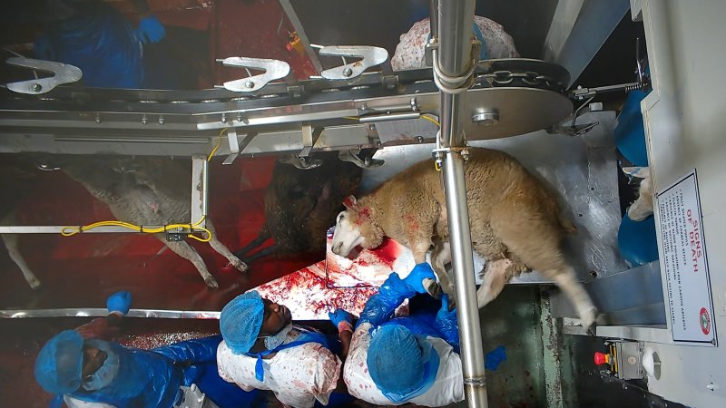 Sheep struggling on sticking table