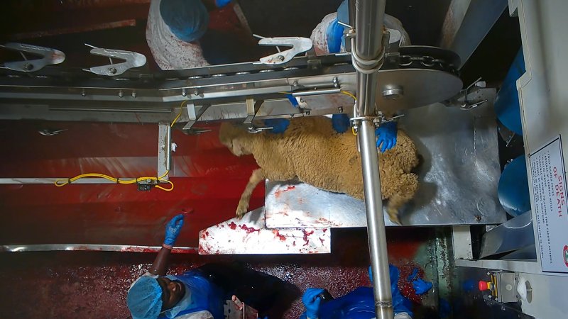 Sheep escapes into kill room without stunning