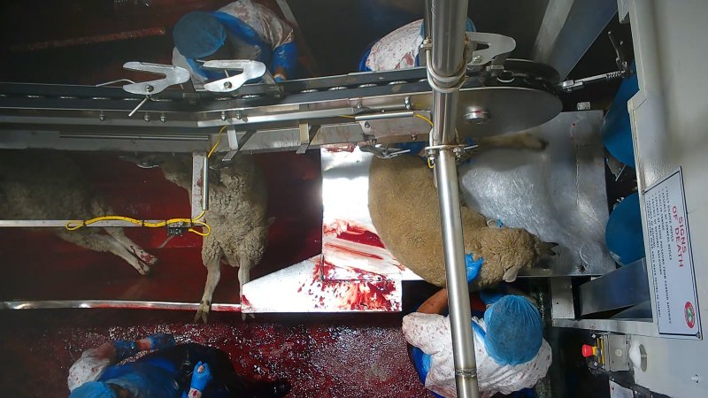 Sheep escapes into kill room without stunning