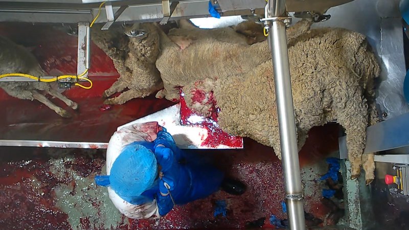 A worker appears to eat part of a sheep's body